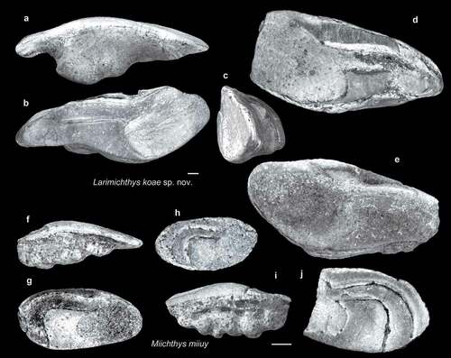 Figure 11. Fish otoliths from the late Miocene northern Taiwan. Scale bars = 1 mm. Images are inner views unless otherwise indicated. a–e, Larimichthys koae sp. nov., SL-0; a–c, holotype, ASIZF 01000057; a, ventral view; c, anterior view; d, e, paratypes, ASIZF 01000058–59. f–j, Miichthys miiuy (Basilewsky, 1855); f, g, SL-0, ASIZF 01000060; f, ventral view; h, SL-4, ASIZF 01000061; i, j, SL-0, ASIZF 01000062; i, ventral view.