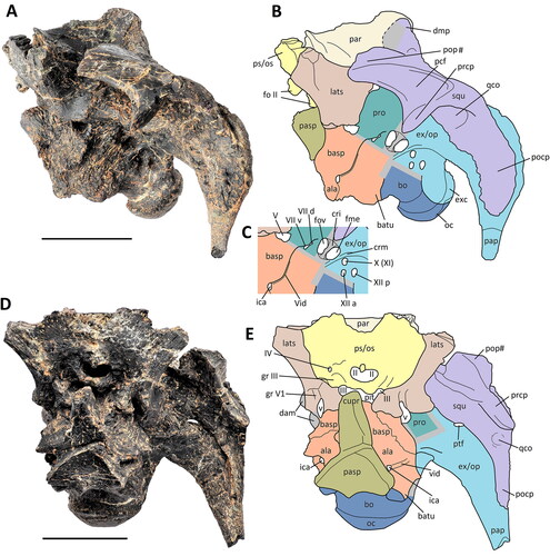 Figure 8. Comptonatus chasei gen. et sp. nov. (IWCMS 2014.80). Neurocranium in A, left lateral view, B, labelled schematic of left lateral view and C, labelled schematic of area surrounding auditory recess in left lateral view. Neurocranium in D, anterior view and E, labelled schematic of anterior view. Abbreviations; ala, alar process of basisphenoid; basp, basisphenoid (pale orange); batu, basal tubera; bo, basioccipital (dark blue); cri, crista interfenestralis; crm, crista metotica; cupr, cultriform process of parasphenoid; dam, damaged bone; dmp, dorsomedial process; exc, exoccipital condyloid; ex/op, exoccipital-opisthotic complex (light blue); fme, fenestra metotica; fo II, borders of the foramen for CN II; fov, fenestra ovalis; gr III, groove for CN III; gr V1, groove for ophthalmic division of CN V; ica, foramen for internal carotid artery; lats, laterosphenoid (light brown); oc, occipital condyle; pap, paroccipital process; par, parietal (beige); pasp, parasphenoid (olive green); pcf, precotyloid fossa; pit, fractured base of pituitary fossa; pocp, postcotyloid process; pop#, fractured postorbital process; prcp, precotyloid process; pro, proötic (sea green); ps/os, presphenoid-orbitosphenoid complex (yellow); ptf, posttemporal (lateral) foramen; qco, quadrate cotylus; squ, squamosal (lilac); Vid, Vidian canal; VIId, dorsal ramus of CN VII; VIIv, ventral ramus of CN VII; XIIa, anterior ramus of CN XII; XIIp, posterior ramus of CN XII. Roman numerals indicate cranial nerves. Grey areas are unknown due to obliteration of sutures or damage. Scale bars represent 50 mm.