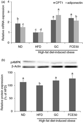 Fig. 4 Effect of 50% ethanol extract from fermented Curcuma longa L. (FCE50) on (a) mRNA expression of CPT1 and adiponectin and (b) phosphorylation of AMPK in white adipose tissue of high-fat diet-induced obese rats. The normal diet group (ND) comprised rats fed the AIN76 diet; the high-fat diet-induced obese group (HFD) comprised rats fed a 60% high-fat diet; the Garcinia cambogia treated group (positive control) (GC) comprised rats fed a 60% high-fat diet with Garcinia cambogia 500 g/kg b.w./day; the FCE50-treated group comprised rats fed a 60% high-fat diet with FCE50 500 g/kg b.w./day. All data are expressed as mean±standard deviation (n=6). Different letters show a significant difference at p<0.05 as determined by Duncan's multiple range test.