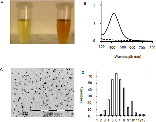Figure 7 (A) Microwave assisted silver NPs synthesis, showing solution immediately after microwaving and 24 hours after microwaving. (B) Visible absorbance spectrum of silver nanoparticles indicating the surface plasmon resonance band at 421 nm. (C) TEM image of silver nanoparticles [Scale bar = 200 nm]; (D) frequency distribution of size of silver nanoparticles.
