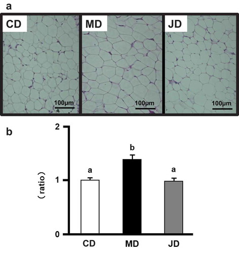 Figure 1. Effects of the test diet on white adipose tissue in mice. (a) Epididymal adipose tissue sections from representative mice of each group (hematoxylin and eosin, scale bar = 100 µm). (b) Average sizes of adipocytes in epididymal adipose tissue. Values are shown as relative ratios with the average size of the control diet (CD) group as 1 and are represented as the mean ± standard error of the mean (SEM), n = 12. Different letters indicate significant differences between respective means at p < 0.05.