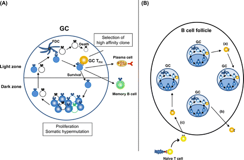 Fig. 4. Function of TFH cells in GCs.Notes: (A) GC-TFH cells localize in the light zone of GCs and scan the amount of antigenic peptide presented on GC B cells. GC B cells with high-affinity BCRs present high levels of antigenic peptide and get survival signals from GC-TFH cells. Selected high-affinity B cells differentiate into plasma cells or memory B cells, or migrate back to the dark zone of GC to undertake further round of proliferation and somatic hypermutation. (B) GC-TFH cells are not confined to GC. GC-TFH cells can emigrate to the follicles and enter different GCs (a) or relocate to the T-cell zone (b). Further, newly generated TFH cells can participate in preexisting GCs (c).