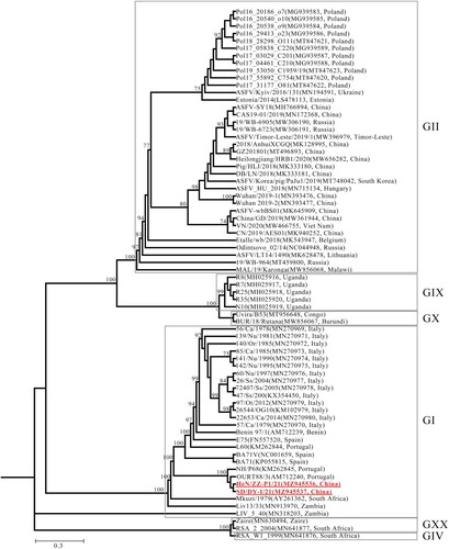 Figure 2. Phylogenetic tree based on the full genome sequences derived from SD/DY-I/21, HeN/ZZ-P1/21, and 70 reference strains from the GenBank database (accession numbers are reported in brackets). GI, all strains are genotype I ASFVs. GII, all strains are genotype II ASFVs. The red boldface type indicates the isolates in this study.