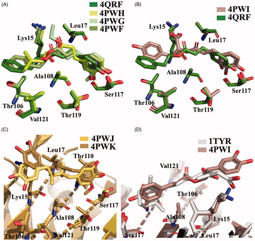 Figure 11. Structure analysis of caffeic acid, its derivatives, NDGA, and dihydroguaiaretic acid. (A) Superposition of V30MTTR-CAPE (4QRF), V30MTTR-1,1-dimethylallyl caffeate (4PWH), V30MTTR-ethyl caffeate (4PWG), and V30MTTR-phenethyl ferulate (4PWF) crystal complexes. (B) Comparison between V30MTTR-CAPE and V30MTTR-rosmarinic acid (4PWI) crystal complexes. (C) Superposition between V30MTTR-NDGA (4PWJ) and V30MTTR-dihydroguaiaretic acid (4PWK). (D) Superposition of V30MTTR-rosmarinic acid and TTR-retinoic acid (1TYR).