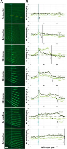 Figure 3. C-dots distribute evenly throughout available regenerating bones. (A) C-dots deposit on available regenerating bone at time of injection. Injection days after amputation are indicated on the left. Specimens were imaged 8 days after amputation, anterior to the left. Site of the cut is indicated with a blue line, and the site of the profile intensity analysis with a yellow dashed line. Experiments were done in duplicate, with three fish per trial. Scale bar is 500 µm. (B) Fluorescent intensity quantification profile across the length of the fourth ventral fin ray (bone), in two representative fish from two independent experiments. Fluorescent signal in arbitrary units (A. U.) was normalized to saline-injected controls. Blue line indicates the site of amputation, black dots indicate the position where fluorescence in regenerating bone reaches average background fluorescence levels (non-regenerated portion of the bone; dashed line), and black line indicates the position where average fluorescence levels in both specimens reach background levels (except in 7-day fish, were average for trial 2 fish reaches background levels twice; gray dot).