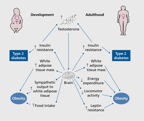 Figure 1. Testosterone excess predisposes females to type 2 diabetes and obesity. During development and adulthood, excess testosterone acts in neurons of the central nervous system to increase adiposity and insulin resistance, which predisposes females to obesity and type 2 diabetes. During development, testosterone excess may predispose to obesity by increasing sympathetic output to white adipose tissue and increasing food intake. During adulthood, testosterone excess may predispose to obesity by decreasing energy expenditure and locomotor activity, as well as increasing leptin resistance.
