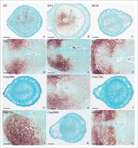 Figure 1. In situ hybridization of Hmgn5 expression in mouse uteri. A-F, Hmgn5 expression on days 3 (A), 5 (B, C), 6 (D), 7 (E) and 8 (F) of pregnancy. (G-L), Hmgn5 expression under artificial decidualization. 5-I, implantation site of day 5 of pregnancy; 5-N, inter-implantation site of day 5 of pregnancy; Con, uninjected uterine horn of control; Oil, oil-induced decidualization. Asterisks indicate embryo. Bar = 60 μm.