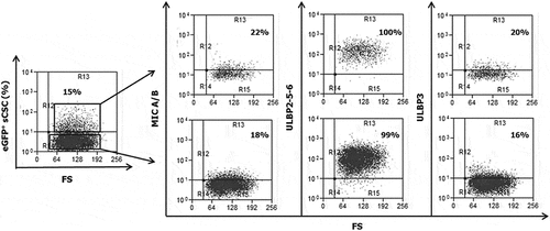 Figure 1. Expression of NKG2D ligands in putative sCSC. Representative flow-cytometry dot plots reporting the comparable membrane expression of NKG2D ligands in eGFP+sCSC and the eGFP– counterpart (S16). Quadrants were set based on negative controls, separately assessed for eGFP+ and eGFP– fraction