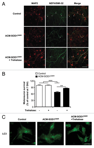 Figure 7. Trehalose reduces the death of primary motoneurons against conditioned media from mutant SOD1 transgenic astrocytes. (A) Cell culture media was conditioned for 7 d (from 2 to 3 weeks) by astrocytes derived from transgenic mice overexpressing SOD1G86R (ACM-SOD1G86R). Primary rat spinal cord cultures (3 DIV) were exposed to ACM-SOD1G86R for 4 d alone or with trehalose (175 mM) and fixed at 7 DIV to assay cell survival with immunocytochemistry. Cultures were fixed at 7 DIV and double-labeled with anti-MAP2 antibody (red) to visualize interneurons and motoneurons and with the anti-NEFH/SMI-32 antibody (green) to identify motoneurons (arrow). Scale bar: 200 µm. (B) The percentage of motoneuron survival was quantified in experiments presented in (A). Values represent means and standard error from three independent experiments performed in duplicate. ***p < 0.001 relative to control media in the absence or presence of trehalose (white bars) and analyzed by one-tailed t-test followed by a Welch post hoc test. **p < 0.007 relative to ACM-SOD1G86R with trehalose (black bar) and analyzed by Student’s t-test. (C) LC3 distribution was analyzed by immunofluorescence in experiments presented in (A).