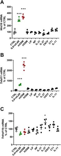 Figure 1 Gene expression of Wnt16, Tnfsf11 and Tnfrsf11b following stimulation with gp130 cytokines. Primary calvarial osteoblast cultures were treated with cytokines in the gp130 family (100 ng/mL). The expression of Wnt16 (A), Tnfsf11 (B) and Tnfrsf11b (C) was analyzed after 24h. Individual values are presented in all graphs with the mean shown as horizontal lines and ±SEM as vertical lines. ***P<0.001, *P < 0.05 vs control (CTRL), one-way ANOVA followed by Dunnett’s multiple comparison test.