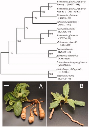 Figure 1. Maximum-likelihood phylogenetic tree based on 12 complete chloroplast genome sequences. The number on each node indicates the bootstrap value. (A) Rehmannia glutinosa cultivar Wen 85-5; (B) Rehmannia glutinosa wild population. Scale bars (A, B) 5 cm.