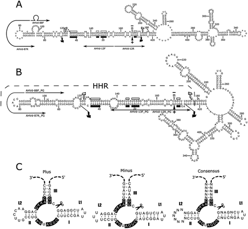Fig. 4 (Colour online) Nucleotide sequence and predicted minimum free-energy secondary structures for AHVd RNA-F representative variant KR605506 (a) and AHVd RNA-PG representative isolate NS15-5 (b), predicted using RNAfold (Hofacker Citation2003). Filled and open symbols pertain respectively to the plus and minus strands. Residues conserved in hammerhead structures of viroid and viroid-like satellite RNAs are shown with bars, and the inferred self-cleavage sites are identified with arrowheads. The hammerhead region itself is flanked by hammer icons, and thin arrows denote the locations of abutting primer pairs used in amplification. (c) Schematic representation of the proposed hammerhead structures of AHVd RNA-PG. Helices I-III and loops L1/L2 are indicated, and several strictly conserved nucleotides are boxed. Icons indicate the self-cleavage sites.