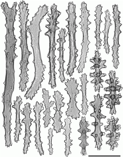 Figure 12.  Pseudoanthomastus mariejoseae sp. nov. holotype (NHMUK 2012.46). Sclerites of tentacles of autozooids. Scale 0.1 mm.