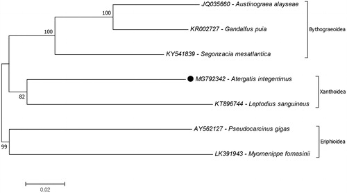 Figure 1. Phylogenetic relationships of that Atergatis integerrimus (black dot) in the superfamily Xanthoidea due to amino acid sequences of mitochondrial protein coding genes. The mitochondrial genome data retrieved from GenBank.