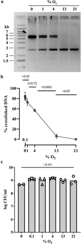 Figure 2. Effect of oxygen concentration on the DNA crosslinking activity of a pks+ E. coli. (a) Linearized plasmid DNA was exposed 40 min to the pks+ E. coli strain SP15 grown 3.5 hours with shaking in vented cap tubes within an incubator regulated at the given percentage of oxygen, and then analyzed by denaturing gel electrophoresis. The sizes of the DNA fragments in the ladder are noted in kilobase. The DNA cross-linked by colibactin with apparent doubling in size compared to the intact denatured DNA is shown with an arrow. (b) The percentage of DNA signal in the upper, crosslinked DNA relative to the total DNA signal in the lane was determined by image analysis. The mean and standard error of three independent experiments are shown, with the p values of an ANOVA and Tukey’s multiple comparison test. (c) In the same experiments, the bacterial growth following 3.5 hours culture at given percentages of oxygen was examined by plating and counting colony forming units (CFU).