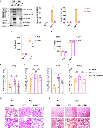 Figure 3. Inflammasome signalling is required for MLKL-mediated host protection against S. pluranimalium infection. Age- and sex-matched WT and Mlkl-/- mice were infected intranasally with log-phase S. pluranimalium strain STP1 (1 × 109 CFUs) for 24 h. (A) lung tissues were collected, homogenized, and then immunoblotting for Caspase-1, IL-1β and GAPDH. Left, representative immunoblotting for Caspase-1 and IL-1β in lung tissues. Right, amounts of Caspase-1 and IL-1β determined by densitometry of protein bands from three experiments. The GAPDH served as a loading control. (B, C) levels of IL-1β and TNF-α in lung were determined. For one group of Mlkl-/- mice, 1.0 μg exogenous rIL-1β was injected intraperitoneally daily starting the day prior to the intranasally (1 × 109 CFUs) or i.V. (1 × 108 CFUs) inoculated with S. pluranimalium strain STP1 (n = 8 each group, at 24 h p.I.). (D-G) bacterial loads in the lung, BALF, blood and kidney were determined. (H, I) representative lung and kidney tissue structures were observed by H&E staining (upper panel, magnification × 100, lower panel, magnification, × 400). Graphs are means ± SD from data pooled six (B-C) or eight (D-G) biological replicates. Statistical significance is indicated by *p < 0.05, **p < 0.01.