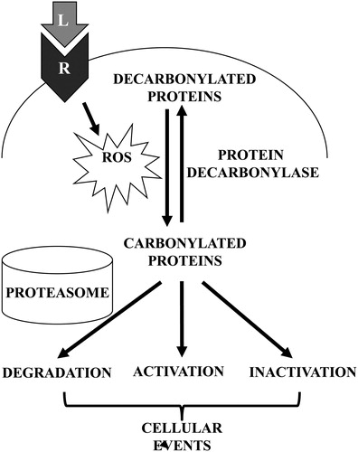 Figure 3. Schematics of proposed mechanisms involving primary protein carbonylation in cell signaling. Receptor (R) interactions with ligands (L) such as ET-1 trigger the generation of ROS, which in turn promote the metal-catalyzed formation of primary protein carbonyls. Carbonylated proteins may be selectively degraded or may influence the activities of signal transduction molecules to elicit cellular events. Primary protein carbonylation may be reversible by as-yet unidentified protein decarbonylases.