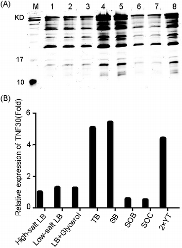 Figure 2. Optimisation of the culture medium for the soluble expression of the recombinant His6-tagged TNF30. (A) SDS-PAGE analysis of the products fermented in different media. (B) Relative quantification of the recombinant His6-tagged TNF30 fermented in different media.