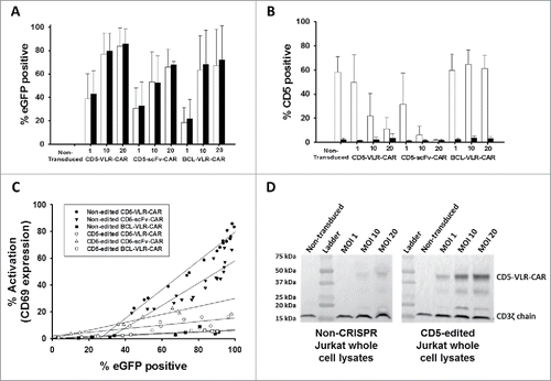 Figure 5. CD5-edited CD5-CAR-modified Jurkat T cells have reduced self-activation and increased CD5-CAR expression. Naïve (white) and CD5-edited Jurkat T cells (black) were transduced with eGFP-P2 A-CD5-VLR-CAR, eGFP-P2 A-CD5-scFv-CAR or control eGFP-P2 A-BCL-VLR-CAR lentiviral vectors at MOIs 1, 10 and 20. Polybrene was not used during transduction, which provided a greater separation in transduction efficiency between MOIs of 1 and 10. Experiments were performed with replicates of three or greater (error bars are generated using the standard deviation from the mean) except for CD5-scFv-CAR at MOI 10 and 20, which were done in duplicate, providing the difference of the mean. (A) Transduction efficiency, measured by eGFP-positive cells, of each CAR vector at MOIs 1, 10 and 20 in both populations of Jurkat T cells. (B) CD5 expression in both populations of Jurkat T cells transduced with each CAR vector at each MOI. (C) Activation was measured by monitoring CD69 expression and transduction efficiency was measured by eGFP expression. A correlation exists between activation and eGFP expression in CD5-CAR-transduced Jurkat T cells. Non-edited CD5-CAR-modified cells have increased T-cell activation compared to CD5-edited CD5-CAR-modified cells. (D) Western blots on whole cell lysates showing CD3ζ expression in non-edited Jurkat T cells (left) and CD5-edited Jurkat T cells (right) when transduced with the VLR-CAR vector. Endogenous CD3ζ is represented by the 18 kDa bands and CD3ζ in the CAR construct is represented by the 48, kDa band in the CD5-VLR-CAR construct. eGFP, CD5 and CD69 surface expression were measured by flow cytometry.