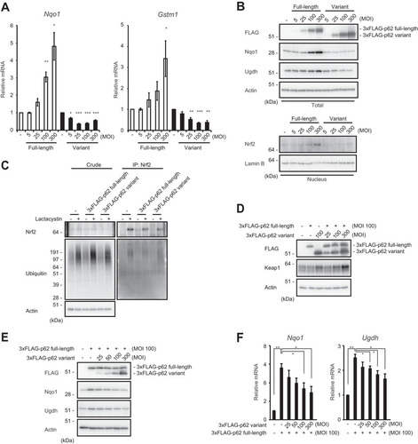 FIG 5 The p62 variant increases the amount of Keap1 and represses Nrf2 activity. (A) Real-time PCR. Relative mRNA levels of Nrf2 targets in primary mouse hepatocytes expressing full-length p62 or variant p62 at the indicated multiplicities of infection (MOIs) are shown. Values were normalized to the amount of each mRNA in the nontreated wild-type hepatocytes. The experiments were performed three times. Data are means ± standard errors of the means (SEM). *, P < 0.05; **, P < 0.01; ***, P < 0.001 (as determined by Welch's t test). (B) Immunoblot analysis. Cytosolic and nuclear fractions were prepared from the hepatocytes prepared as described for panel A and subjected to immunoblot analysis with the indicated antibodies. Data are representative of three independent experiments. (C) Ubiquitination assay with Nrf2. FLAG-tagged p62 and its variant were overproduced in primary mouse hepatocytes. Cells were cultured in the absence or presence of 10 μM lactacystin for 4 h. The cell lysates were immunoprecipitated with anti-Nrf2 antibody, subjected to electrophoresis in a NuPAGE gel, and analyzed by immunoblotting with anti-Nrf2 and antiubiquitin antibodies. Data are derived from three separate experiments. (D) Immunoblot analysis. Total lysates were prepared from primary mouse hepatocytes expressing full-length p62 or its variant, alone or in combination, at the indicated MOIs and then subjected to immunoblot analysis. Data are representative of three independent experiments. (E) Immunoblot analysis. Total lysates were prepared from p62-deficient primary mouse hepatocytes expressing full-length p62 alone or together with the variant at the indicated MOIs. The lysates were subjected to immunoblot analysis. Data are representative of three independent experiments. (F) Real-time PCR. Relative mRNA levels of Nrf2 targets in hepatocytes prepared as described for panel E are shown. Values were normalized to the amount of mRNA in nontreated p62-deficient hepatocytes. The experiments were performed three times. Data are means ± SEM. *, P < 0.05; **, P < 0.01 (as determined by Welch's t test).