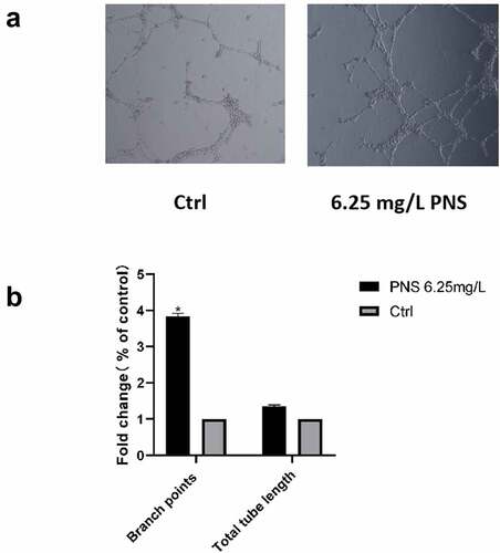 Figure 8. PNS enhances the ability of HUVECs to create capillaries. (a) Photomicrographs of HUVECs planted on Matrigel-coated plates after an 8-hour incubation period with vehicle or PNS (positive control), 10× magnification. (b) When compared to cells in the control group, cells treated with PNS had considerably more branch points. The mean and standard error of the mean of three separate experiments are used to represent the data. *P < 0.05 compared to the control group.