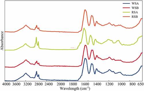 Figure 3. IR spectra of protein extracts of sorghum; where WSA, White Sorghum Acid Medium and WSB, White Sorghum Basic Medium, RSA, Red Sorghum Acid Medium and RSB, Red Sorghum Basic Medium.Figura 3. Espectros IR de extractos proteicos de sorgo; WSA, medio ácido de sorgo blanco y WSB, medio básico de sorgo blanco, RSA, medio ácido de sorgo rojo y RSB, medio básico de sorgo rojo.