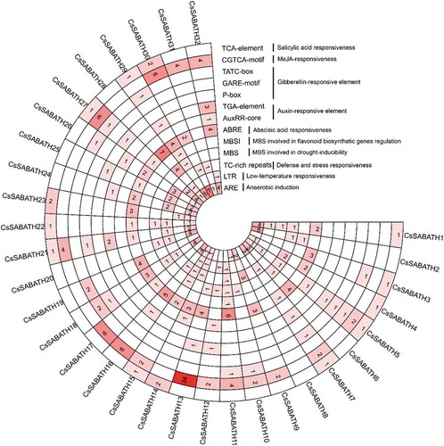 Figure 3. The statistics of the major stress-related and hormonal response cis-regulatory elements detected in the promoter regions of CsSABATH genes.