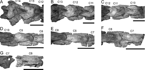 Figure 6. BIBE 45854, Alamosaurus sanjuanensis, cervical vertebrae 6 to 14 in dorsal view. A, cervical vertebrae 14, 13 and posterior part of 12. B, anterior part of cervical vertebra 13, cervical vertebra 12 and posterior part of cervical vertebra 11. C, anterior part of cervical vertebra 12, cervical vertebra 11 and posterior part of cervical vertebra 10. D, anterior part of cervical vertebra 10, cervical vertebra 9 and posterior half of cervical vertebra 8. E, anterior part of cervical vertebra 9, cervical vertebra 8 and posterior part of cervical vertebra 7. F, anterior half of cervical vertebra 8 and cervical vertebra 7. G, anterior part of incomplete cervical vertebra 7 and cervical vertebra 6. Solid grey fill in G indicates broken bone surface. All scale bars = 50 cm.