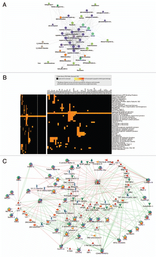 Figure 4 Network (A) and Heat Map (B) of enriched concepts (p < 0.05) for genes with increased methylation and decreased expression in HPV(+) relative to HPV(−) cells. Genes were limited to those that had mid-to-high overall levels of expression to avoid over-representation of passenger genes. Vacuole was the most significantly enriched concept, involving the genes STS, ATP6V0C, HPS1, CTSL1, GNS, FUCA1 and VPS18. The PI3 kinase Panther pathway and regulation of kinase activity concept included the genes IRS1, GNA11, GNAI2, EREG, CCNA1, RGS4 and PKIG. Plot generated from ConceptGen. (C) Runx2, IRS-1, CD40 and CCNA1 (Cyclin A1) are interaction hubs among genes with increased methylation and decreased expression level in HPV(+) relative to HPV(−) samples (Fig. 2C-bottom right quadrant). Interactions among 75 input genes (circled in green/blue/red) with increased methylation and decreased expression level in HPV(+) compared to HPV(−) cell lines (Legend is provided as Sup. Fig. 10). The network was created using GeneGO's MetaCore and the shortest path algorithm with a 2 step maximum. Interactions (all curated) may be binding, cleavage, transcriptional regulation, influence on expression or phosphorylation in humans and low trust interactions were discarded. Green arrows indicate activation, red arrows indicate inhibition and gray arrows are unspecified. Additional genes in network (not circled) were included because they connected/interacted with two or more of the 75 input genes. To limit the complexity in Figure 4C we provide in Supplemental Figure 11 information in a zoomable format showing the interaction types between genes, which is provided.