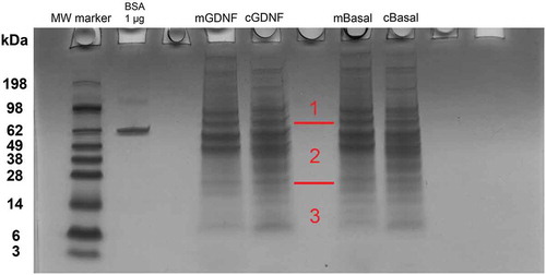 Figure 9. GDNF-treated and untreated pHEndEC cytosolic and membrane protein expression following serum withdrawal. A digital photograph of the Colloidal Coomassie-stained 10% Bis-Tris gel following SDS-PAGE of pHEndEC cytosolic and membrane protein extracts shows the three sections of the gel cut from top to bottom prior to trypsin digestion (indicated in red), with subsequent LC-MS, protein identification and quantification, as described in the Materials and Methods section. MW = molecular weight; BSA = bovine serum albumin; mGDNF = membrane protein extract, GDNF-treated; cGDNF = cytosolic protein extract, GDNF-treated; mBasal = membrane protein extract, basal conditions; cBasal = cytosolic protein extract, basal conditions.