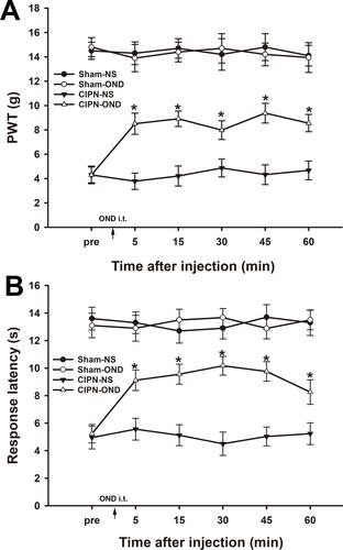 Figure 9 Intrathecal injection of ondansetron partially reversed chemotherapy-induced pain. Paw withdrawal thresholds (A) and paw withdrawal latencies (B) were significantly reversed from 5 min to 60 min after intrathecal injection of ondansetron in CIPN rats (* vs CIPN-NS group, P < 0.05, n = 6 per group).