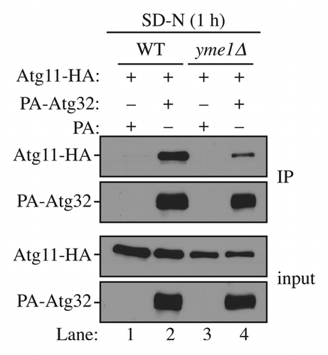 Figure 5. Yme1 regulates the interaction between Atg32 and Atg11. Wild-type (WT; SEY6210) and yme1∆ (KWY142) strains transformed with a plasmid expressing HA-tagged Atg11 together with a plasmid expressing protein A only or PA-Atg32 were cultured in SMD medium to mid-log phase or starved in SD-N for 1 h. IgG-Sepharose was used to precipitate PA-Atg32 from cell lysates. The bottom two panels show the immunoblot of total cell lysates (input) and the upper two panels show the IgG precipitates (IP), which were probed with anti-YFP antibody and an antibody that binds PA. All plasmids are under the control of the CUP1 promoter
