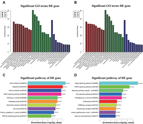 Figure 4 Bioinformatic Prediction. GO (A) and Pathway (C) analysis for up-regulated miRNA. GO (B) and Pathway (D) analysis for down-regulated miRNA.