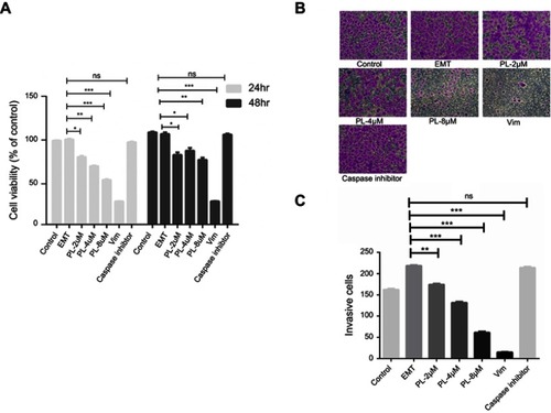 Figure 2 Cell viability of EMT cells treated with various concentrations of PL (2 μM, 4 μM, 8 μM), tumor angiogenesis inhibitor withaferin-A (WFA) (10 μmol·L-1), and caspase inhibitor (10 μmol·L-1) for 24 h or 48 h in a 5% CO2 incubator at 37 °C. Cell viability is expressed as the percentage of control EMT. Each bar represents the mean value ± standard deviation (SD) of the intensity of ﬂuorescent-positive cells during early apoptotic events of triplicate experiments. *P<0.05, **P<0.01, ***P<0.001, compared to the EMT cell group (A). The Transwell assay was performed to determine the invasive capacity of EMT cells (B). Cells treated with various concentrations of PL (2 μM, 4 μM, 8 μM), WFA (10 μmol·L-1) and caspase inhibitor (10 μmol·L-1) for 24 h in a 5% CO2 incubator at 37 °C (C). Each bar represents the mean value ± standard deviation (SD) of the intensity of ﬂuorescent-positive cells during early apoptotic events of triplicate experiments. *P<0.05, **P<0.01, ***P<0.001, compared to the EMT cell group.