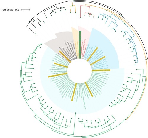 Figure 4. Phylogenetic tree analyses of GZ2020T. Species with a yellow background represent common Nocardia spp., and the strain with a green background represents GZ2020T. Different colored branches represent different groups.