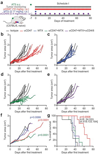 Figure 3. CD47 antibody-mediated tumor growth suppression is T cell-dependent. One million murine breast cancer AT3 cells were inoculated subcutaneously in immunocompetent syngeneic C57BL/6 mice. Palpable tumors were treated with 10 mg/kg anti-CD47 antibody or isotype control administered intraperitoneally (i.p.) together with or without mitoxantrone (MTX)-based chemotherapy (5.17 mg/kg). Antibody or isotype control was administered 5 times a week, while chemotherapy was administered once only. For T cell depletion, CD4 and CD8-specific antibodies (0.4 mg/mouse each) were injected together with chemotherapy and then once per week (a). The tumor area was measured using a caliper until ethical endpoints were reached. Tumor growth curves are individually depicted (b–e) and summarized as mean values (f). Data were analyzed with TumGrowth (https://github.com/kroemerlab) to calculate significances and overall survival (G).