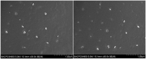 Figure 2. SEM micrographs of the final formulation. The images of the peripheral and middle regions are represented on the left and right side, respectively.
