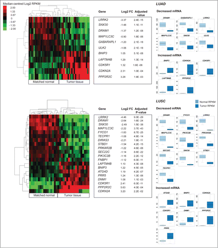 Figure 4. Differential expression analysis of pooled tumor versus pooled matched normal gene abundance for 17 lung squamous cell carcinomas (LUAD) and 25 lung adenocarcinomas (LUSC). (Right) Boxplots of normalized RNA-seq derived gene abundance (RPKM) displayed for autophagy-associated genes differentially expressed in tumor tissue compared to adjacent matched normal tissue in LUAD and LUSC patients. Differentially expressed genes showed significant (adjusted P < 0.05) differences in mRNA levels with a median fold-change > 2. (Left) Unsupervised clustering on only differentially expressed autophagy-associated (log2 transformed RPKM) genes grouped matched tumor and normal samples together.