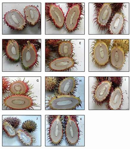 Figure 1. Different varieties of rambutan used in the study, namely Clone R3 (A), Clone R4 (B), Clone R7(C), Clone R10 (D), Clone R153 (E), Clone R156 (F), Clone R169 (G), Clone R191 (H), Clone Sarjan (I), variety WT1 (J), and variety WT2 (K).