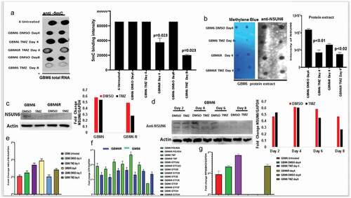 Figure 4. NSUN6 & 5-methyl cytosine expression decreases in generated TMZ resistant gliomas PDX xenografts.