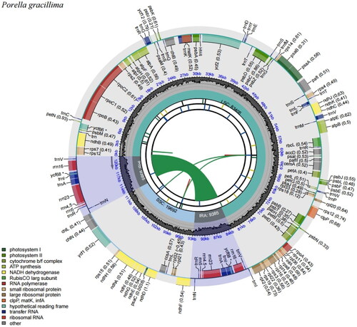 Figure 2. Map of the chloroplast genome of Porella gracillima generated by CPGview. From the center outward, the first circle shows the dispersed repeats with red (forward) and green (reverse) arcs. In the second circle, long tandem repeats are denoted by short blue bars. The third circle shows the short tandem repeats or microsatellite sequences. And fourth circle shows the small single-copy (SSC), inverted repeat (IRA and IRB), and large single-copy (LSC) regions. The GC content is represented on the fifth circle, and genes are represented on the sixth circle.