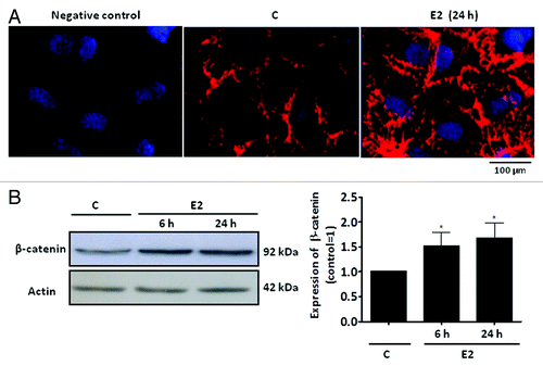 Figure 2. Expression of β-catenin in a primary culture of Sertoli cells from 20-d-old rats. (A) Detection of β-catenin in Sertoli cells by immunofluorescence. Specific immunostaining for β-catenin using rabbit polyclonal antibody generated against the amino acid sequence 680–781 from the C-terminal of human β-catenin (red) under basal conditions (C, control) and after incubation with 17β-estradiol (E2, 0.1 nM) for 24 h. Negative control was performed using normal rabbit serum at the same dilution of the antibody. Nuclei were stained with 4’, 6-diamidino-2-phenylindole (blue). Bar = 100 µm. The data shown are representative of three independent experiments. (B) Detection of β-catenin in Sertoli cells by western blot. Cells were incubated in the absence (C, control) and presence of E2 (0.1 nM) for 6 and 24 h. Total cell lysates (40 µg protein/lane) were resolved on 7.5% SDS-PAGE. Immunoblotting using the anti-β-catenin antibody revealed specific bands (top panel) or with antibody that recognizes actin (bottom panel). The data shown are representative of six independent experiments. Bars represent the densitometric analysis of the western blot assays. Results were normalized to actin expression in each sample and plotted (mean ± SEM) in relation to control (C = 1). * β-catenin expression significantly different from control (p < 0.05, Student t-test).