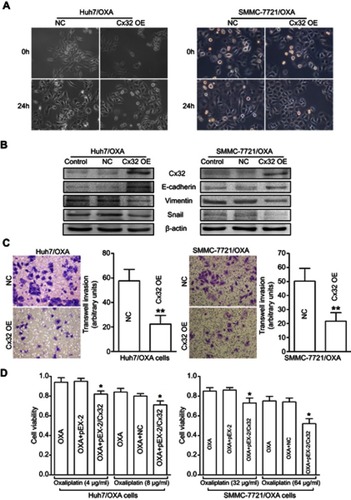 Figure 6 Overexpression of Cx32 reverses the EMT phenotype and enhances chemosensitivity to OXA in OR HCC cells. (A) Cell morphological changes of Huh7/OXA and SMMC-7721/OXA cells transfected with pEX-2/hCx32. (B) Increased expression of E-cadherin and decreased Vimentin and Snail levels were detected in Huh7/OXA and SMMC-7721/OXA cells following Cx32 overexpression, as shown by Western blot. (C) Upregulation of Cx32 suppressed cell invasion in OR HCC cells Huh7/OXA and SMMC-7721/OXA, as assessed by the transwell invasion assay. (D) Huh7/OXA and SMMC-7721/OXA showed increased chemosensitivity to OXA after Cx32 overexpression by gene transfection, as determined by the MTT assay. Huh7/OXA and SMMC-7721/OXA cells were cultured in cell growth medium containing 4 μg/mL and 8 μg/mL OXA. **P<0.01 vs NC (C), and *P<0.05 vs either OXA treatment or OXA treatment in OR cells transfected with control plasmid (D).Abbreviations: Cx, connexin; EMT, epithelial–mesenchymal transition; NC, negative control; OE, overexpression; OR, OXA-resistant; OXA, oxaliplatin.