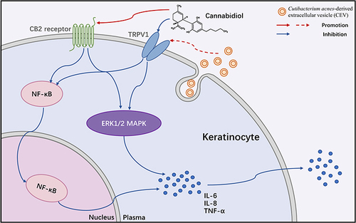 Figure 5 Mechanisms underlying the inhibitory effect of cannabidiol on acne inflammation induced by Cutibacterium acnes-derived extracellular vesicles in keratinocytes.