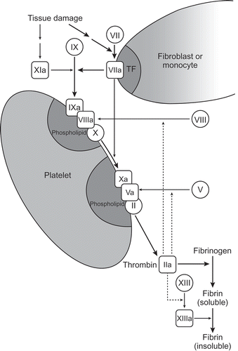 Figure 1. Blood coagulation pathway [Citation28].TF, tissue factor. Reprinted and adapted from Semin Hematol, volume 38(Suppl 4), Mikaelsson M et al., Measurement of factor VIII activity of B-domain deleted recombinant factor VIII, pages 13–23, Copyright (2011), with permission from Elsevier.