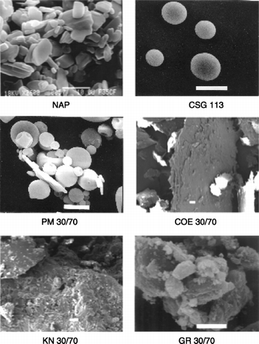 FIG. 2.  Scanning electron microscopy (SEM) micrographs of pure naproxen (NAP), chitosan glutamate (CSG113), and 30/70 w/w drug-carrier physical mixture (PM), coevaporated (COE), kneaded (KN), and coground (GR) products. The 10-μ m calibration bars are shown.