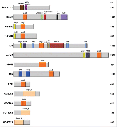 Figure 1. Detailed structures of the 13 histone lysine demethylases in Drosophila melanogaster.