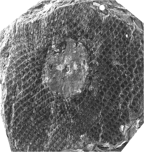 Figure 16. Ulodendron landsburgii (Kidston) Thomas. British Geological Survey, Kidston Collection Specimen 4546 (lectotype), Bonnington pit, Kilmarnock, Ayrshire (UK); above the Whistler seam (Bolsovian). Scale bar = 10 mm.