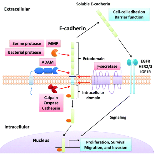 Figure 1. E-cadherin cleavage and its influence on epithelial homeostasis. This figure summarizes extracellular and intracellular cleavage of E-cadherin as detailed in the review.