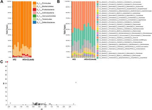 Figure 4 The effect of CCL4 inhibition on the composition of gut microbiota in HFD-induced DM mice. The relative abundances of dominant bacterial phyla (n = 6; (A)) and families (n = 6; (B)) in the HFD-induced DM group and HFD-induced DM mice with CCL4 antibody injection for 4 weeks group. ANCOM Volcano Plot of differential abundance. The red spot indicates family Muribaculaceae (n = 6; (C)). HFD represents HFD-induced DM mice.